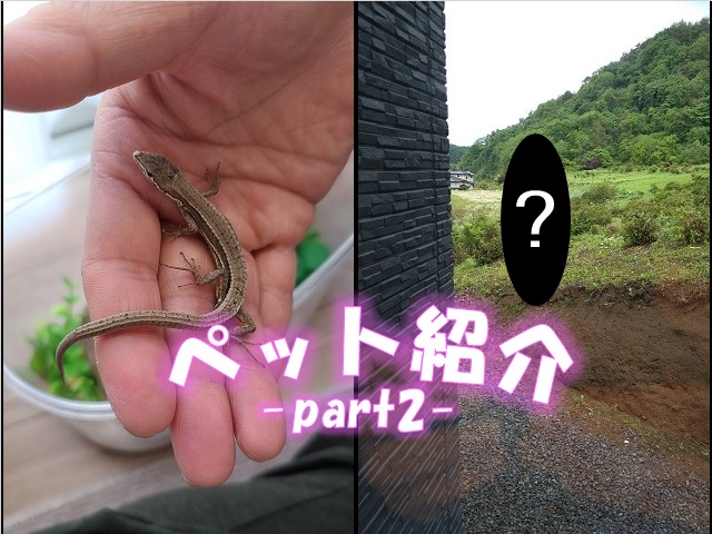 スタッフペット紹介part２