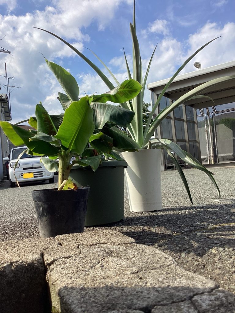 🍍青い南の空の下🍌🏝