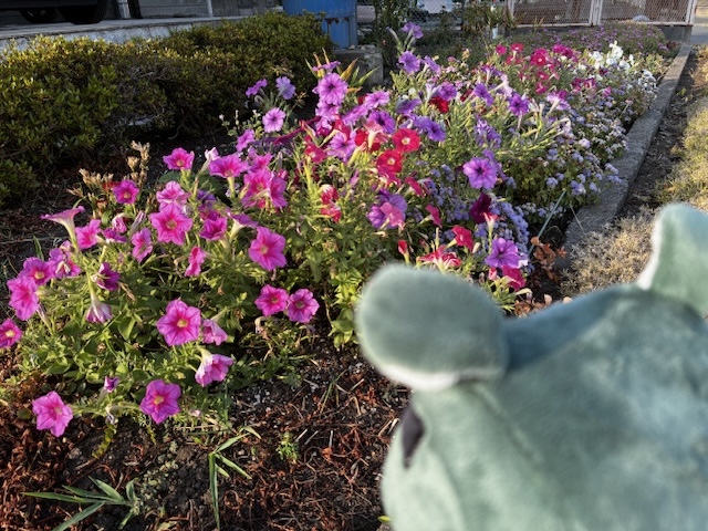 🌟 新 居 🌟