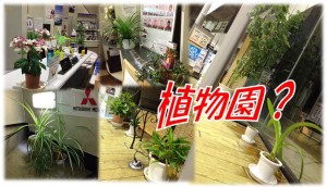 植物園?