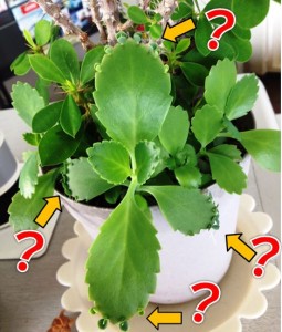 ?