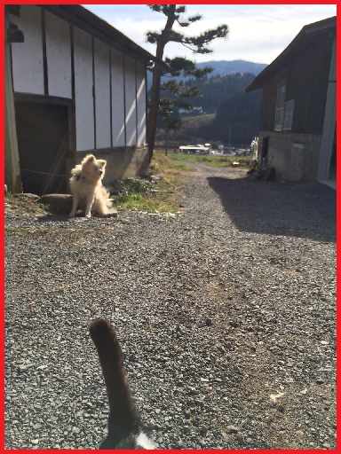murone