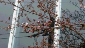 ブログ　桜2