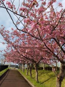 1ブログ写真　八重桜　