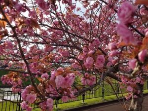 ブログ写真　八重桜２